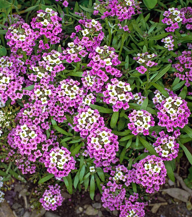 Lobularia maritima ‘Violet Queen’ 