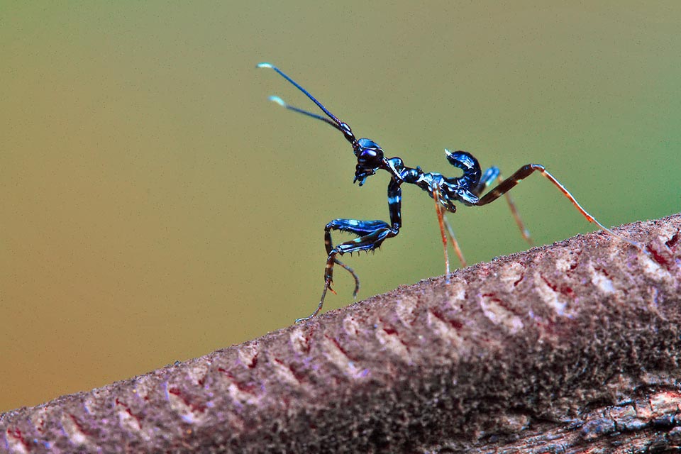 Here is an egg-laying. The first age neanids body, already similar to the adults one, is of dark colour 