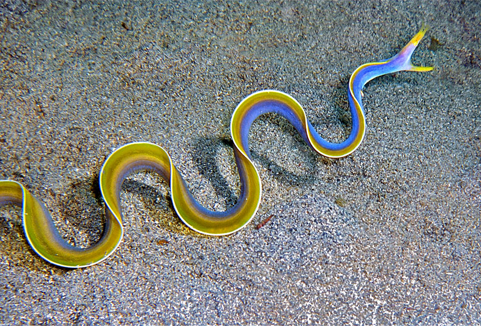 Quando i maschi raggiungono i 90 cm di taglia si trasformano in femmine. È infatti una specie ermafrodita proterandrica, e ad una certa età le ovaie prendono il sopravvento