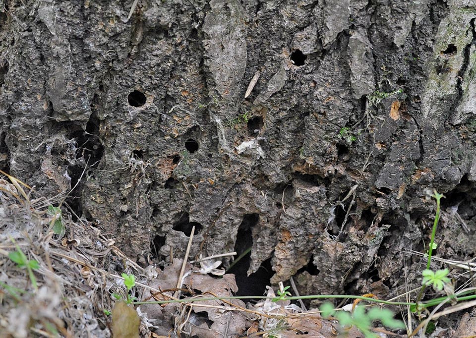 Pied d'un peuplier percé par des trous de sortie. Dans les peupleraies industrielles les dégâts peuvent être importants et causent parfois la chute de l'arbre 