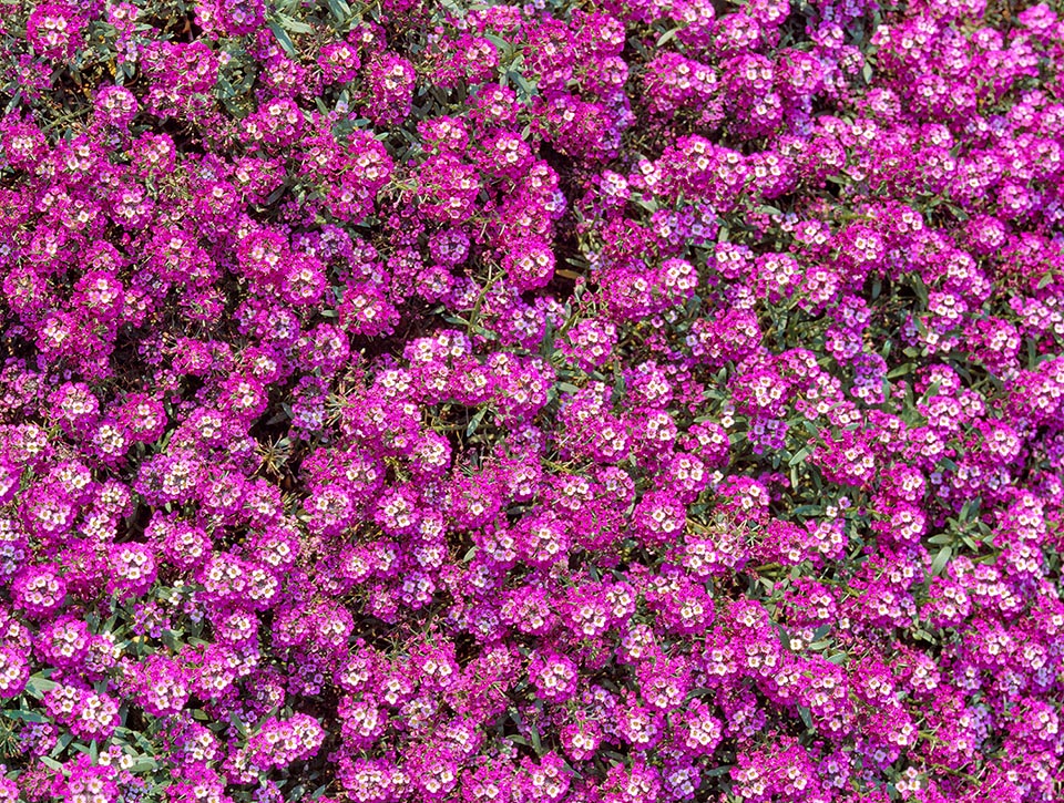 Nursery men worked on the violaceous flowers varieties getting intense hues, tending to red purple, present in various cultivars with elegant contrasts of colours 