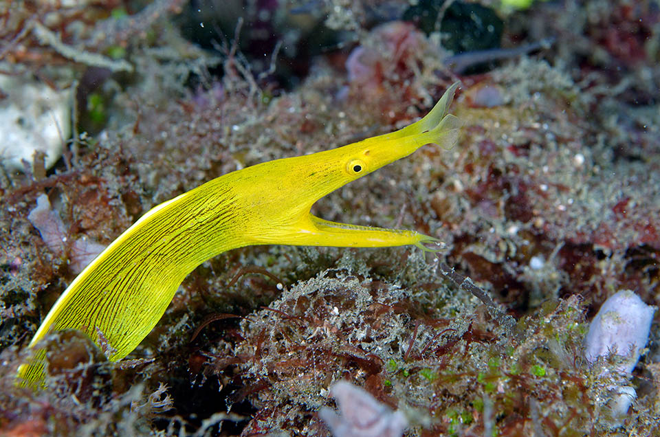 À ce moment la livrée devient jaune. La Murène à ruban est une espèce en danger. Avoir de nombreuses femelles à la fin du cycle augmente les effectifs des populations isolées 