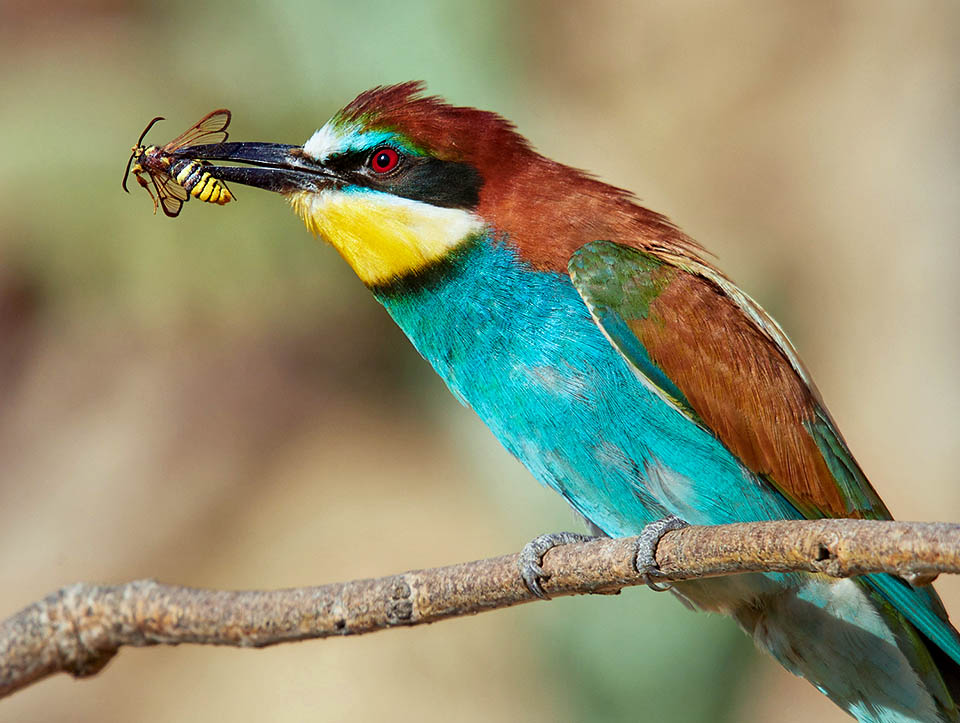 Larvae have several parasitoids. The Bee-eater being used to devour bees and wasps certainly doesn't matter adults camouflaging 