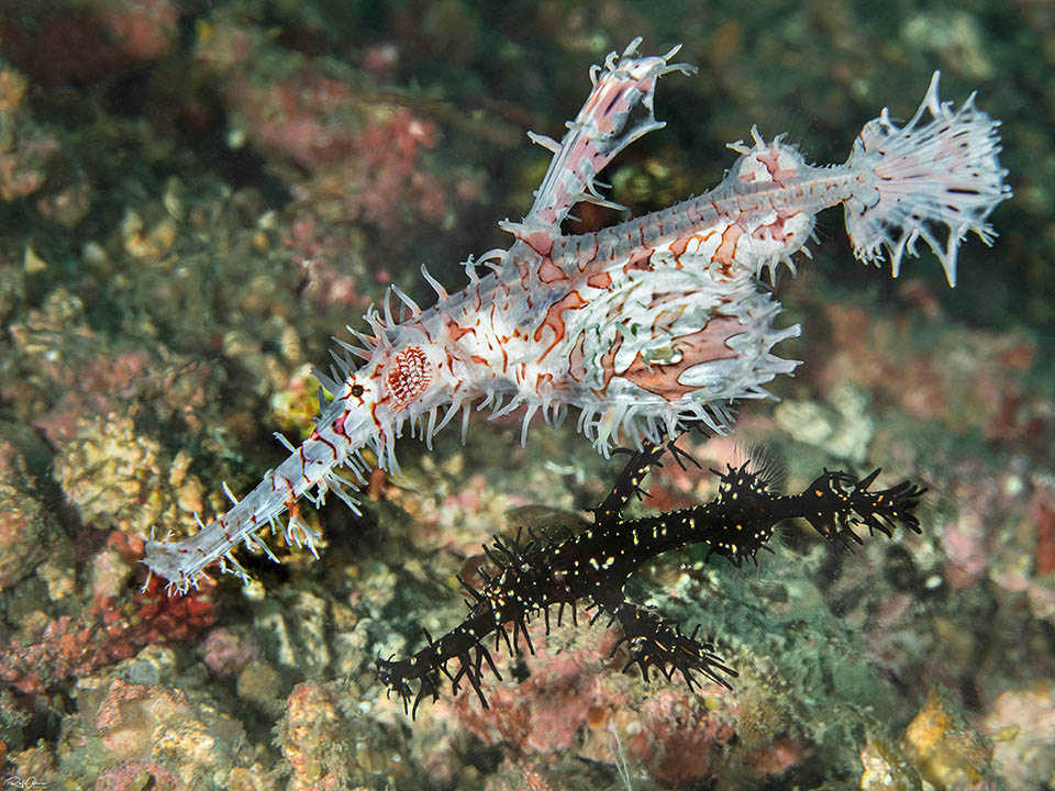 A couple. The female, maximum 12 cm long, has the ventral sac full of eggs. The black male below is always smaller because later, while growing, becomes female 