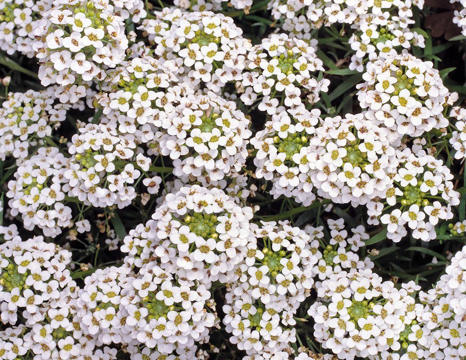 Existen variedades con grandes inflorescencias globosas para macizos de flores y variedades enanas que iluminan los jardines de rocas