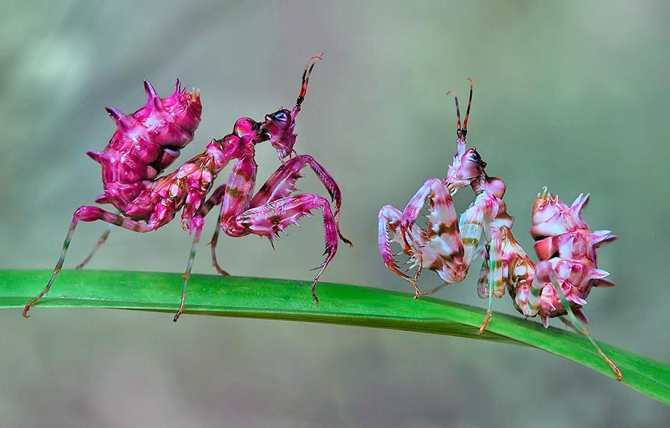 The chromatic variability is notable. Here are two female nymphs who while meeting intimidate each other displaying the usual terrific posture 