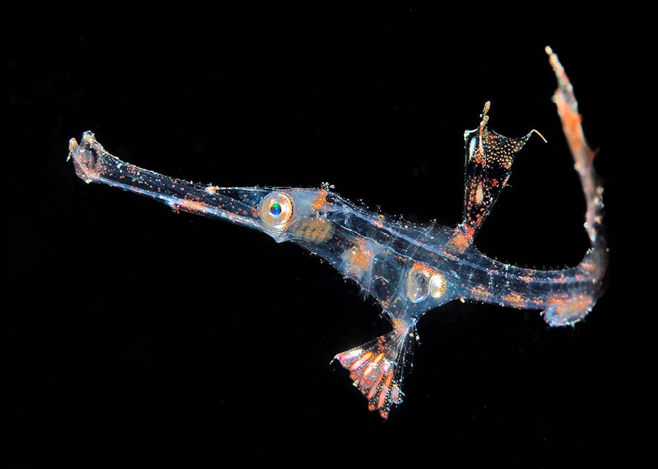 Durante el largo período larvario los juveniles son prácticamente transparentes y se alimentan a la deriva de plancton 