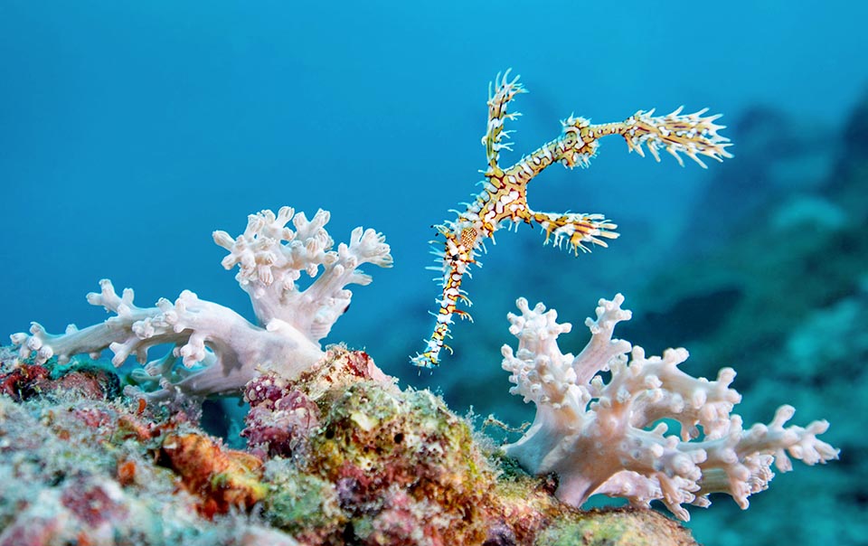 Bristly of spine-like mimetic shreds, the Harlequin ghost pipefish (Solenostomus paradoxus) lives in the western Indo Pacific warm waters 