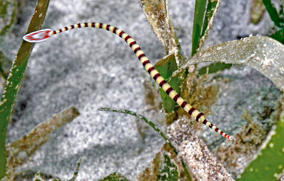 Dunckerocampus dactyliophorus, presente nel Pacifico occidentale dall’Australia alla Polinesia francese, raggiunge verso Nord il Giappone e a Sud la Nuova Caledonia