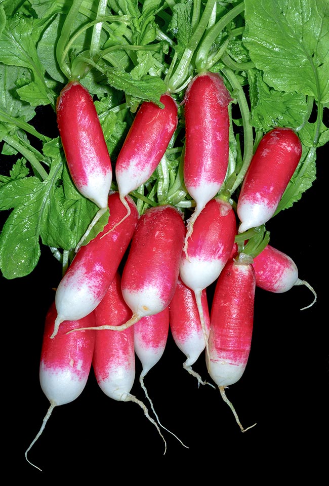 Raphanus sativus est une espèce importante cultivée dans la plupart des régions tempérées du monde. L'axe de la plante comprend une racine tubérisée où sont stockées les substances de réserve. Ici, le cultivar 'French Breakfast’ 