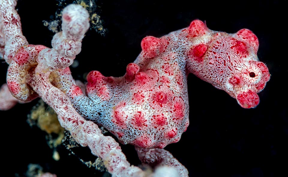 The Pygmy seahorse (Hippocampus bargibanti) exceptionally slightly exceeds the 2 cm and has been discovered only in 1969