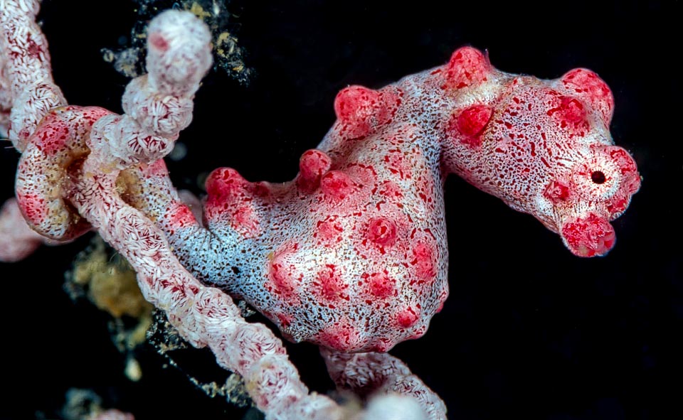 L’Hippocampe pygmée rose (Hippocampus bargibanti) qui ne dépasse qu'exceptionnellement les 2 cm, n’a été découvert qu’en 1969