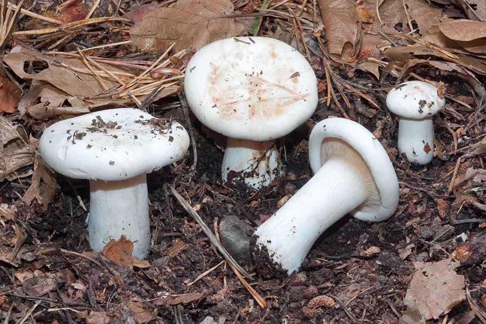 Jeunes spécimens d'Aspropxillus candidus à marge fortement enroulée dans un bois mixte de feuillus et de conifères