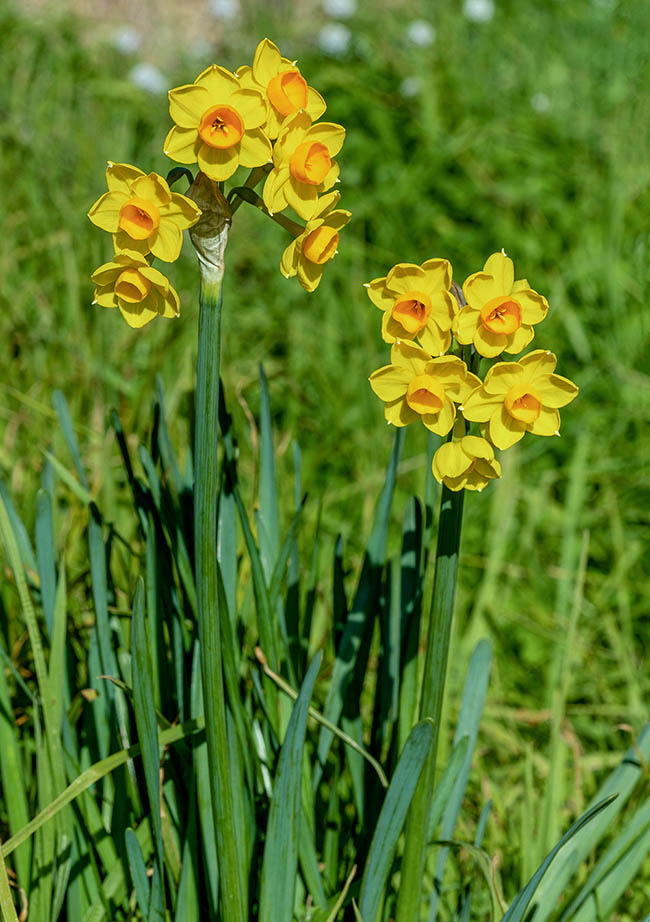 Narcissus tazetta subsp. aureus is diffused in the Mediterranean western sector, particularly in various locations of south-eastern France, in north-western Italy, in Sardinia and north-western Africa