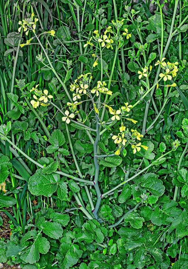 Nativo della Regione mediterranea ma naturalizzato in gran parte del mondo, il Ravanello selvatico, (Raphanus raphanistrum) è una specie erbacea annuale a crescita rapida che raggiunge gli 80 cm d’altezza 