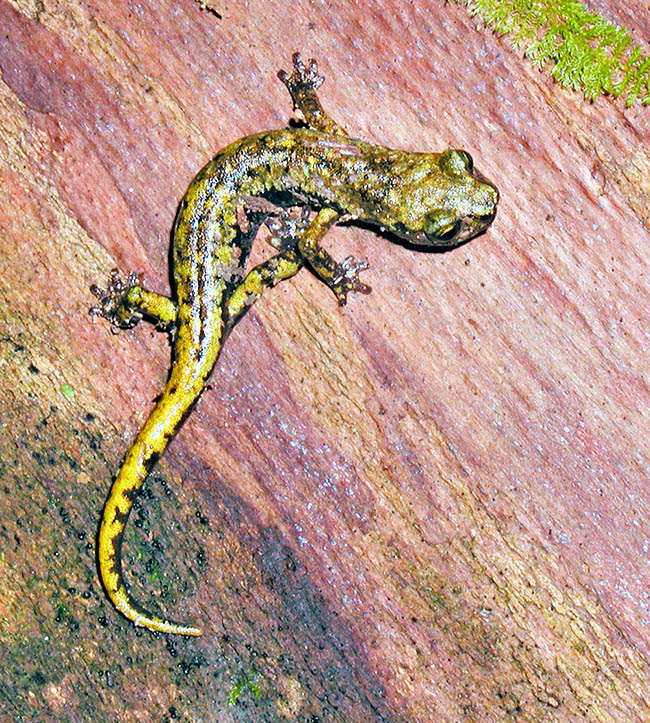 Strinati's cave salamander (Hydromantes strinatii) is an Italian-French endemic species. Present in South-East France, we find it in Italy in the belt between Ligurian Alps and the northern Apennines 