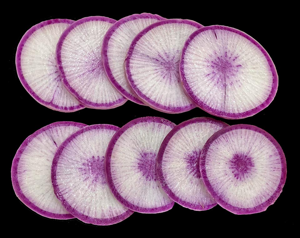 Appetizing slices of 'Purple Daikon'. The pulp is bicoloured, with violet stripes on white base and a dark violet ring just under the skin