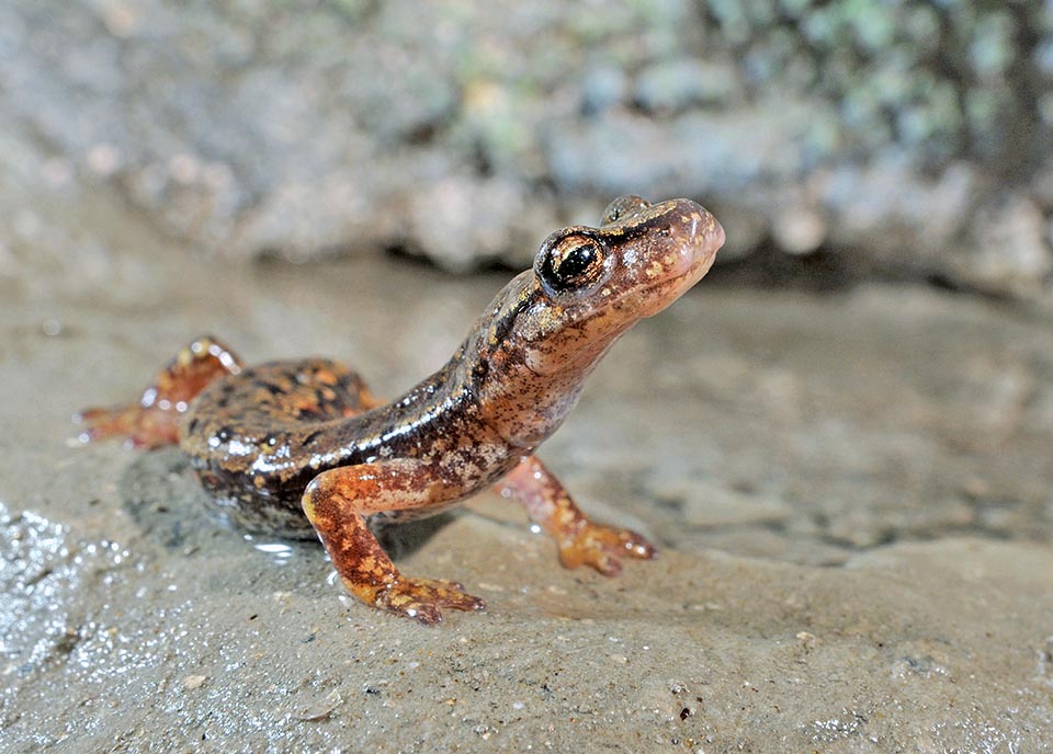 Fecundation is complex. After the foreplays the male in fact lays on the soil a capsule with the sperm and the female must pick it up and introduce into the cloaca 