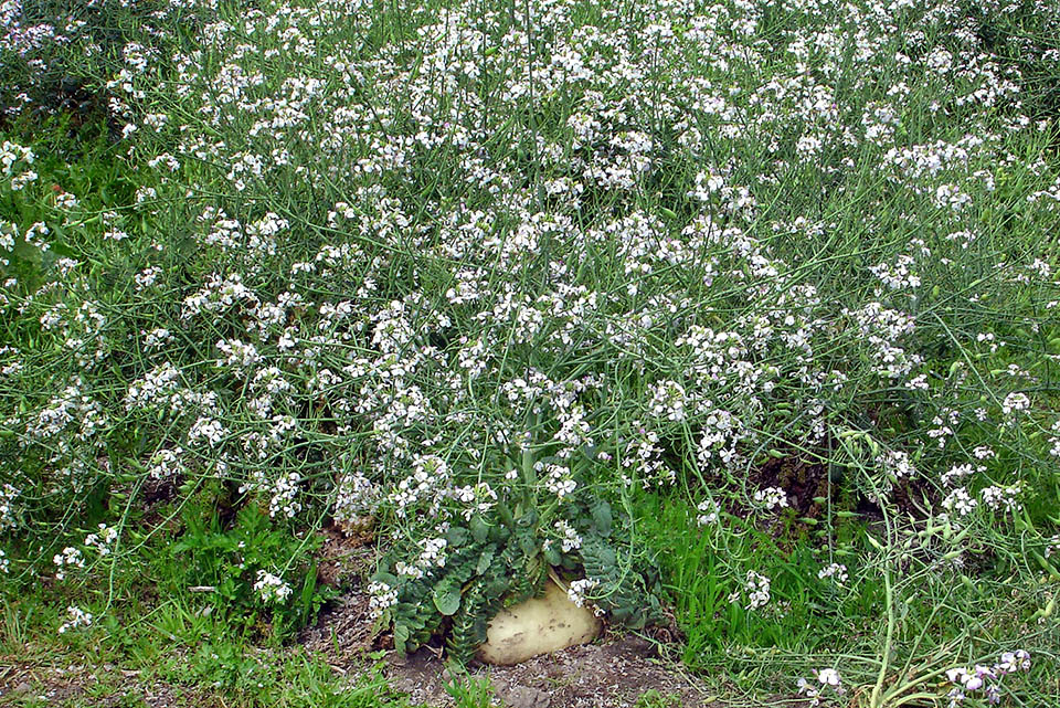 ‘'Sakurajima' grown in Japan, on the volcanic ashes of the Sakurajima, is the biggest radish in the world. Erect posture, racemose and pale pink flowers.