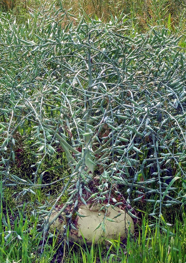 Suggestiva immagine di un ‘Sakurajima’ irto di silique, rigonfie al centro, che maturano i semi. La radice sferica si utilizza spesso, cruda o cotta, come contorno dei piatti a base di pesce perché ne facilita la digestione 