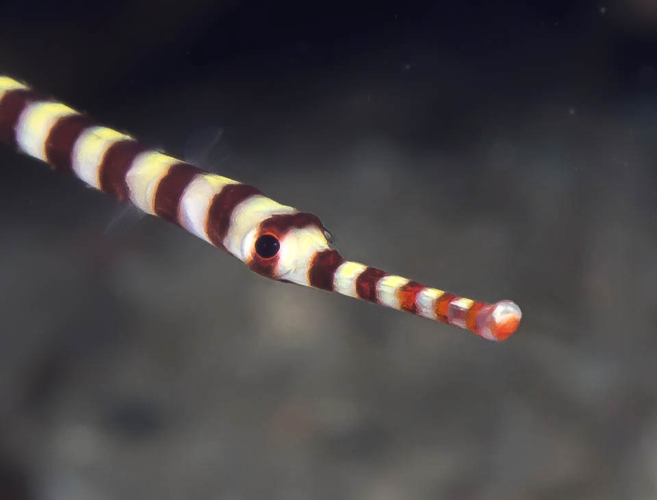 It's a fish with a rectangular section, without scales, protected by big plates. The mouth is tiny with the upper jaw cream white like the body and the lower one red 