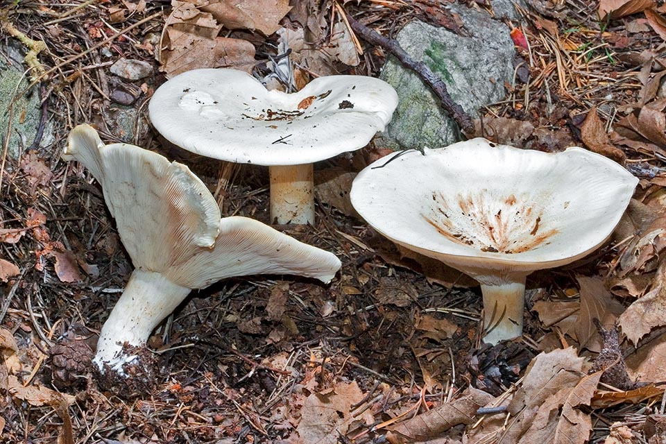 Le chapeau est blanc, comme le souligne le nom scientifique, jusqu’à 15 cm de large. D'abord convexe, puis plan-convexe et enfin déprimé