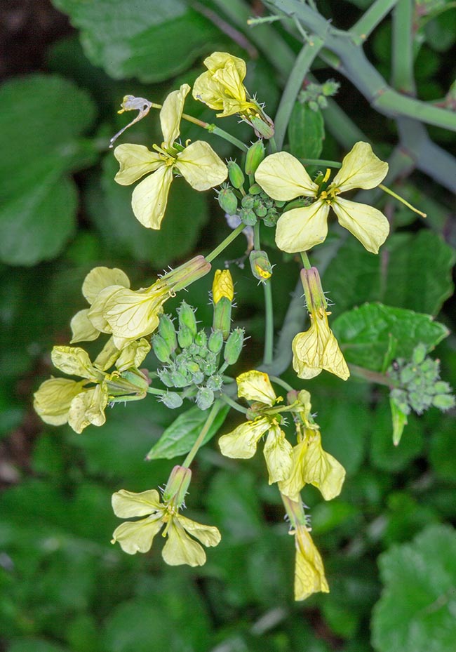 The leaves are edible, and every part of the plant is employed in the traditional medicine © Giuseppe Mazza