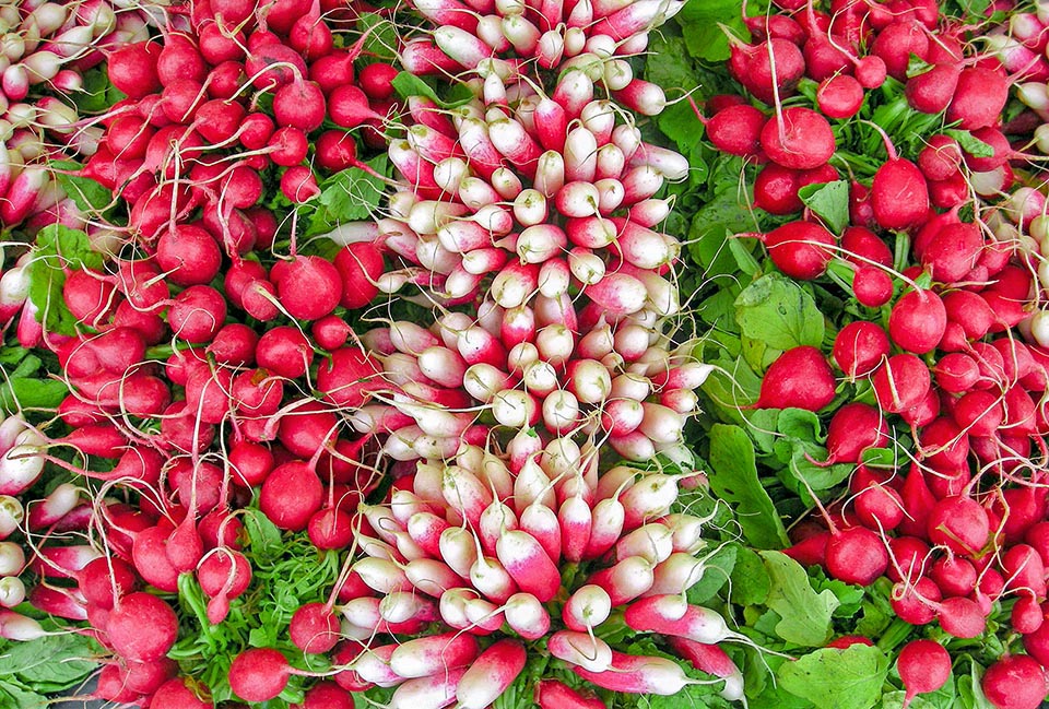 Cultivars exposed for sale in a local market. 'French Breakfast', in the centre here, is immediately recognized for the long red root with the white tip. On the sides 'Cherry Belle', summer variety with small round roots, smooth and scarlet with hot white pulp. It is frequent in the North American supermarkets and in France 