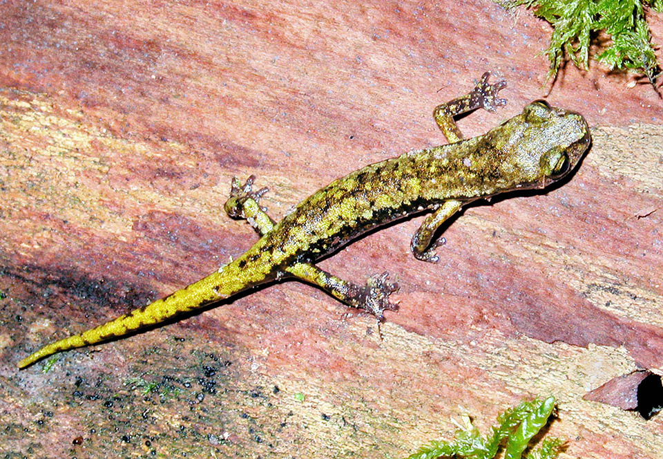 Les mâles atteignent 116 mm de long et les femelles 128 mm. Le motif dorsal a une vaste gamme de couleurs et est toujours sur un fond foncé © Giuseppe Mazza