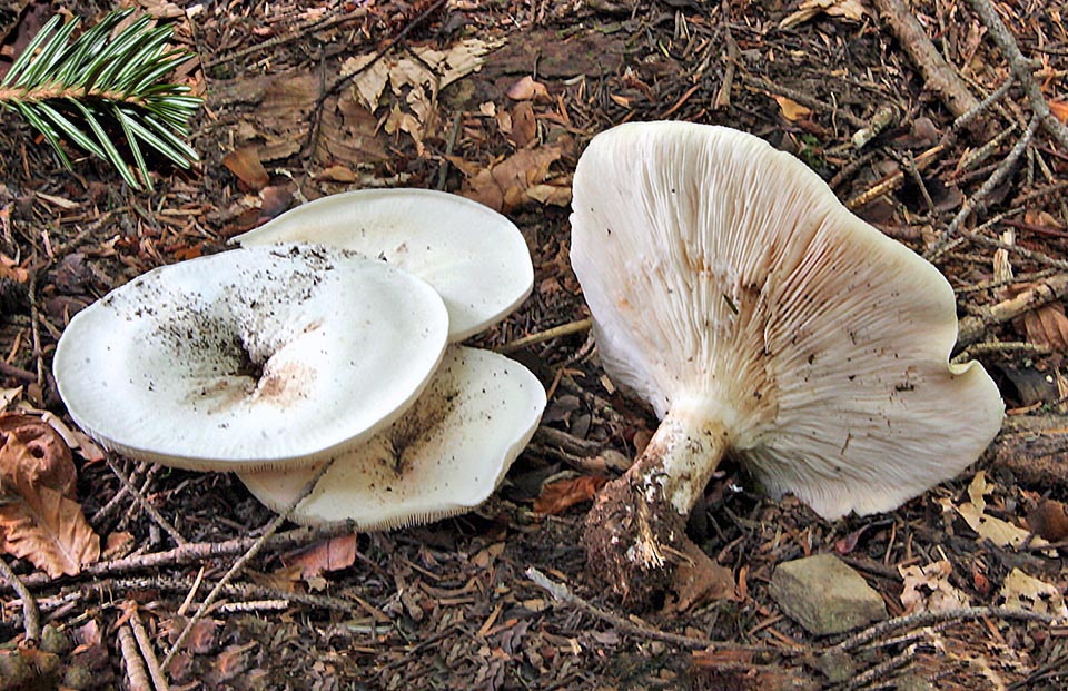 Spécimens dans une forêt de hêtres et de sapins. Notez le reflet rosâtre sur les lamelles chez le champignon mature et le chapeau qui a tendance à se creuser 