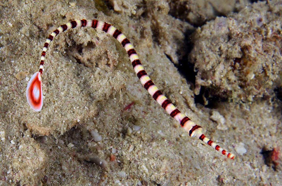 It distinguishes from morphologically similar species mainly for the typical drop-shaped caudal fin, red with white margin and a white circle in the centre 