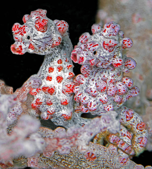 A couple. The female is the slender one whilst the male has the belly swollen by the pouch intended for the incubation of the eggs. Whilst in the other seahorses and much smaller, placed close to the tail, here, proportionally, is enormous 