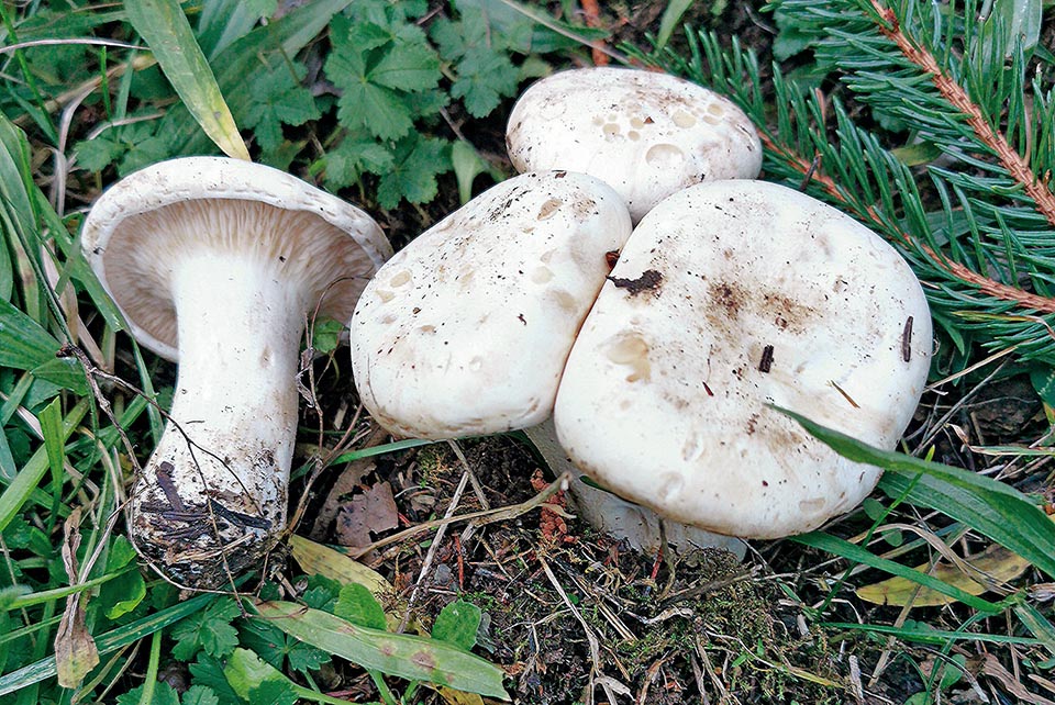 Nei funghi a destra, concresciuti, sono evidenti le caratteristiche guttule verso il margine del cappello