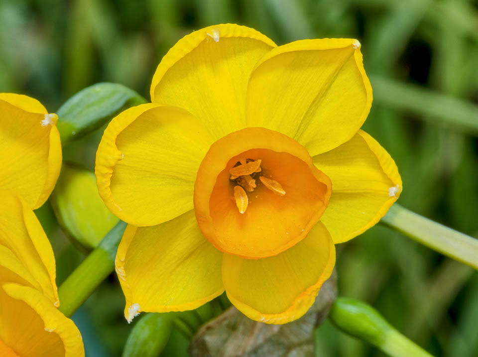 The flowers, with an about 3 cm diametre, have oval-lanceolate yellow tepals. The "cup-shaped" corona is golden, 6-9 mm broad 