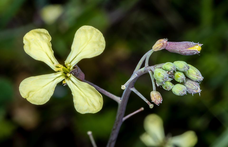 I fiori, riuniti in racemi terminali, mostrano la tipica struttura a croce delle Brassicaceae. In Europa sbocciano fra maggio e luglio, impollinati da bombi ed api