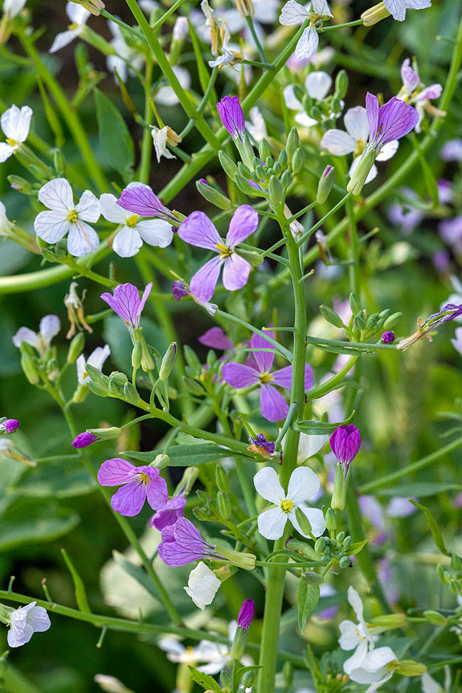 I fiori, riuniti in infiorescenze racemose terminali erette, sono profumati, da bianchi a lilla