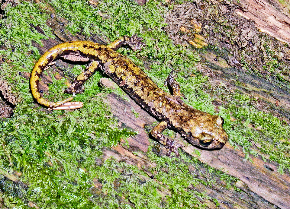 Present from 20 to about 2000 m of altitude, it's a hygrophilous species, visible in the open only the night or in particularly wet days 