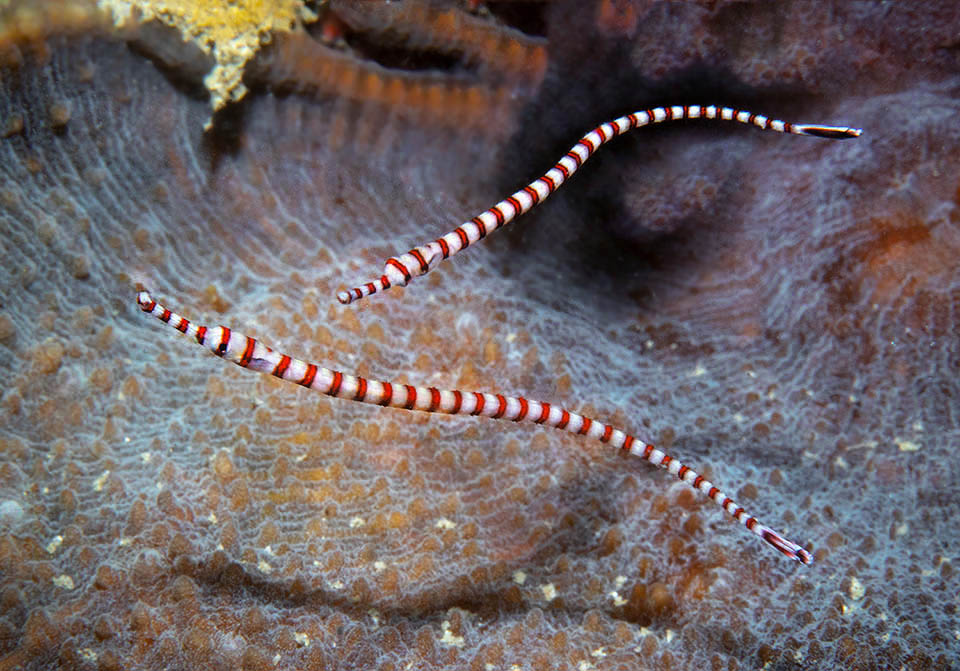 Known as Ringed pipefish, it reaches 19 cm of length with 20-32 dark rings, often reddish, that mask the big eye and continue on the snout 