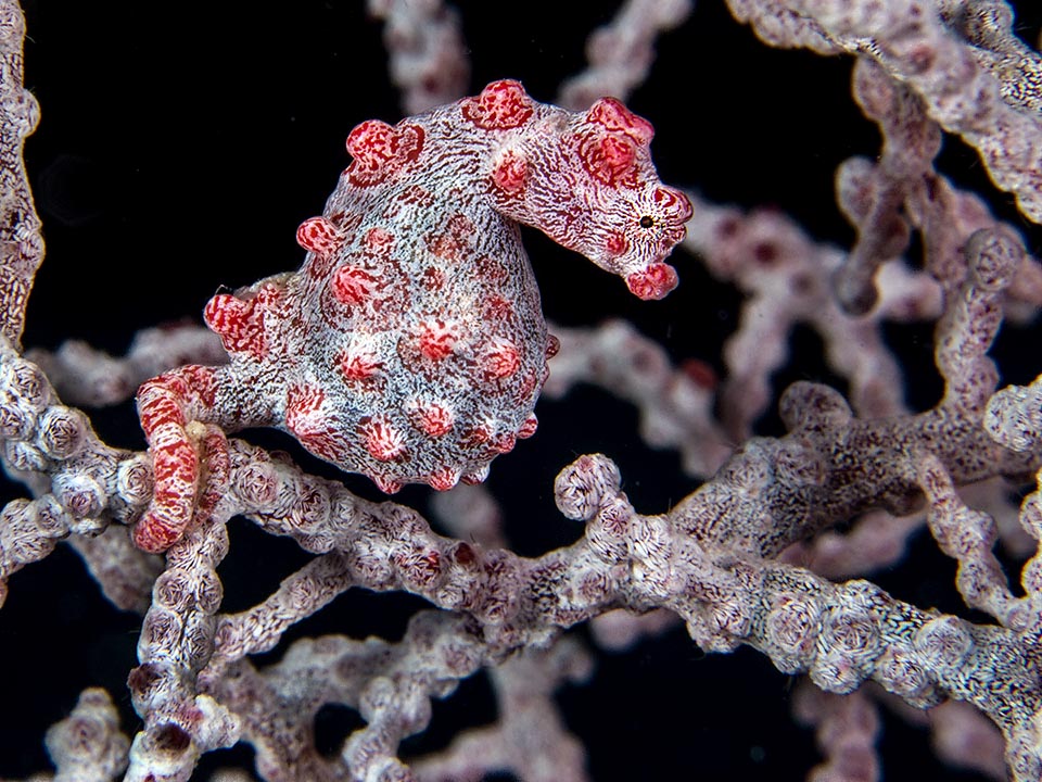 Two forms exist. The pale grey or violet lives on Muricella plectana. The pink or red tubercles imitate the host closed polyps and the body the stem 
