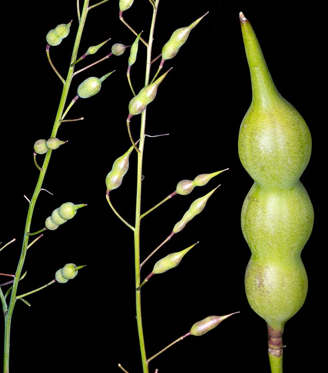The fruits are indehiscent cylindrical siliquae with several seeds, one per article. These, resistant to many animals’ gastric juices, germinate in spring, but even later, in summer and in autumn, when with the rain the siliquae fallen and buried open themselves and their anti-germinative power stops. There are three subspecies 