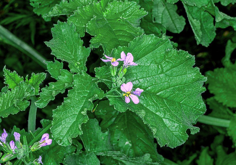 La tige est haute de 20-100 cm, peu ramifiée, glabre ou hispide à la base. Les feuilles basales font jusqu'à 30 cm de long et sont pétiolées et lyrées-pennatisséquées. Les feuilles supérieures sont ovales, oblongues-lancéolées à 2-3 paires de segments latéraux et un plus grand segment terminal. Les extraits aqueux combattent la grippe et les jeunes radis se cuisinent comme des épinards 