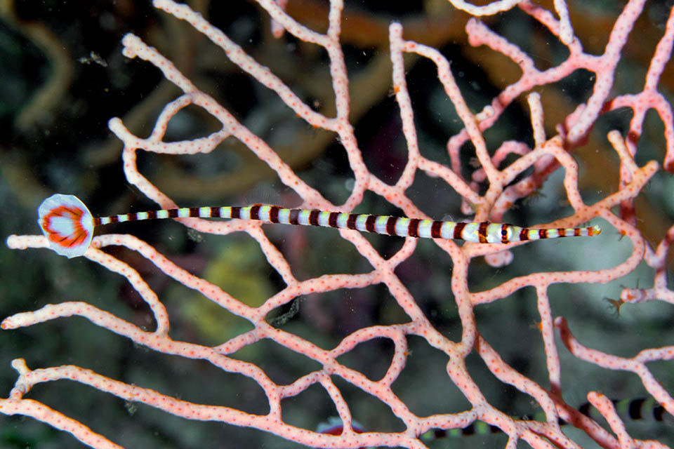 Lives in calm waters, between 5 and 56 m of depth, quite often sheltering from the predators in the safe den of a moray that it cleans in return from the skin parasites