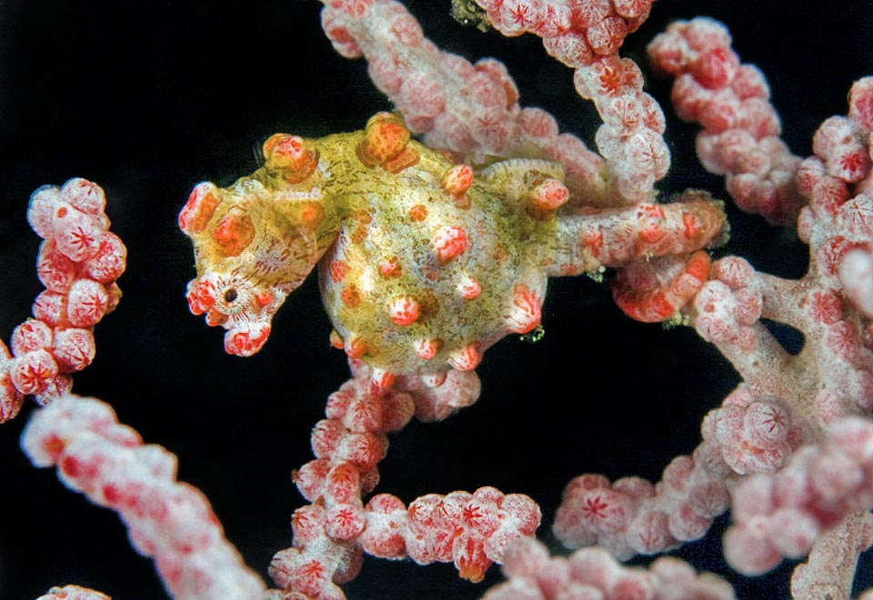 Conversely, yellow form with orange tubercles mimics Muricella paraplectana. They hunt tiny crustaceans and zooplankton, sucked by the fast protractile mouth movement 