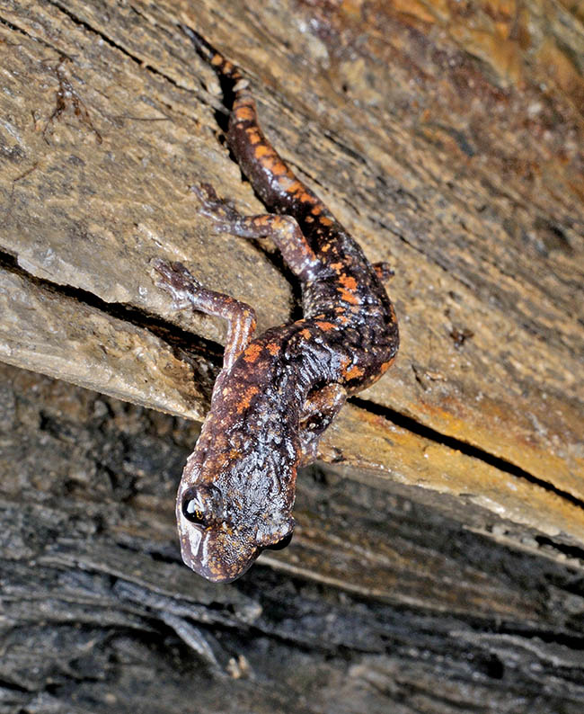 Nelle grotte si trova ovviamente a suo agio per la mancanza di predatori e la presenza di prede