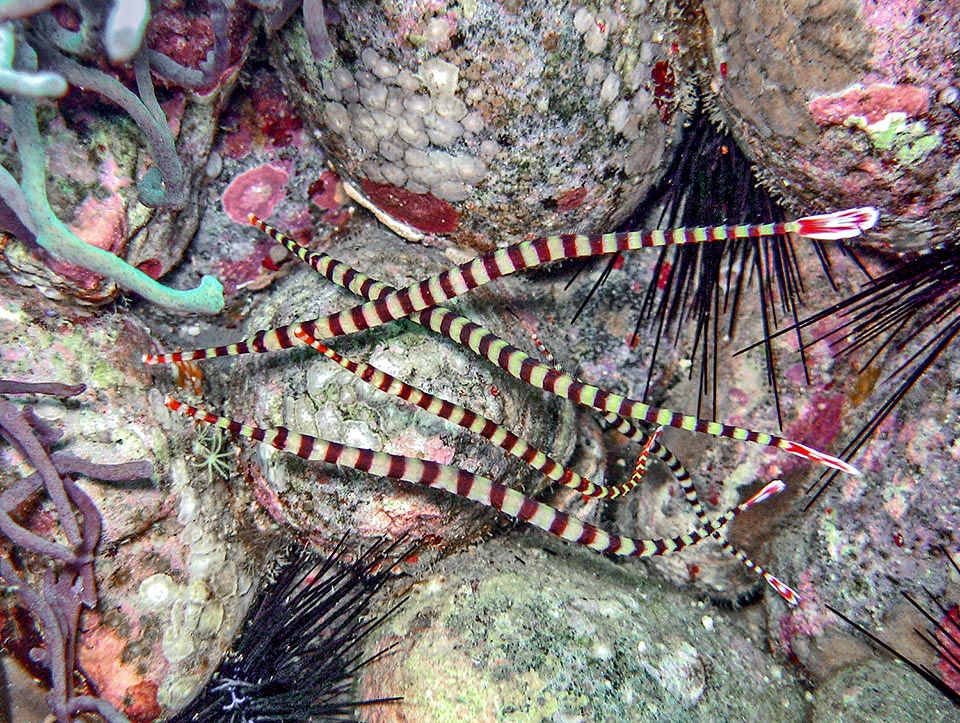 Il suo regime alimentare si basa principalmente sui copepodi, e dove questi abbondano, anche se vive generalmente solo o in coppia, possono formarsi delle piccole aggregazioni 