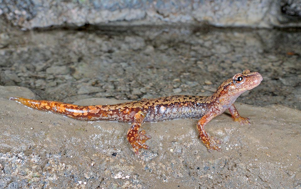 Temperature is constant, humidity very high, often fed by small water streams, and there are no toads or slowworms in ambush 