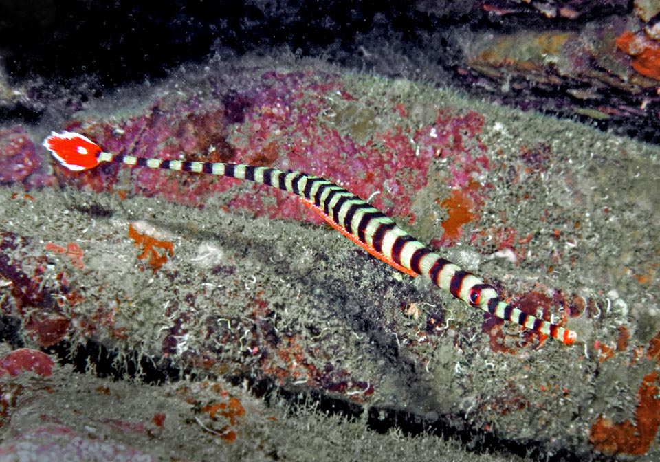 Males protect the fecundated orange red eggs until the hatching, in a long ventral pouch that can contain even 200 of them 