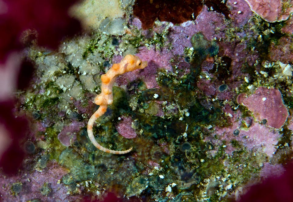 A young looking for its gorgonian. The male can deliver, repeatedly, even 34 already self-sufficient fry 