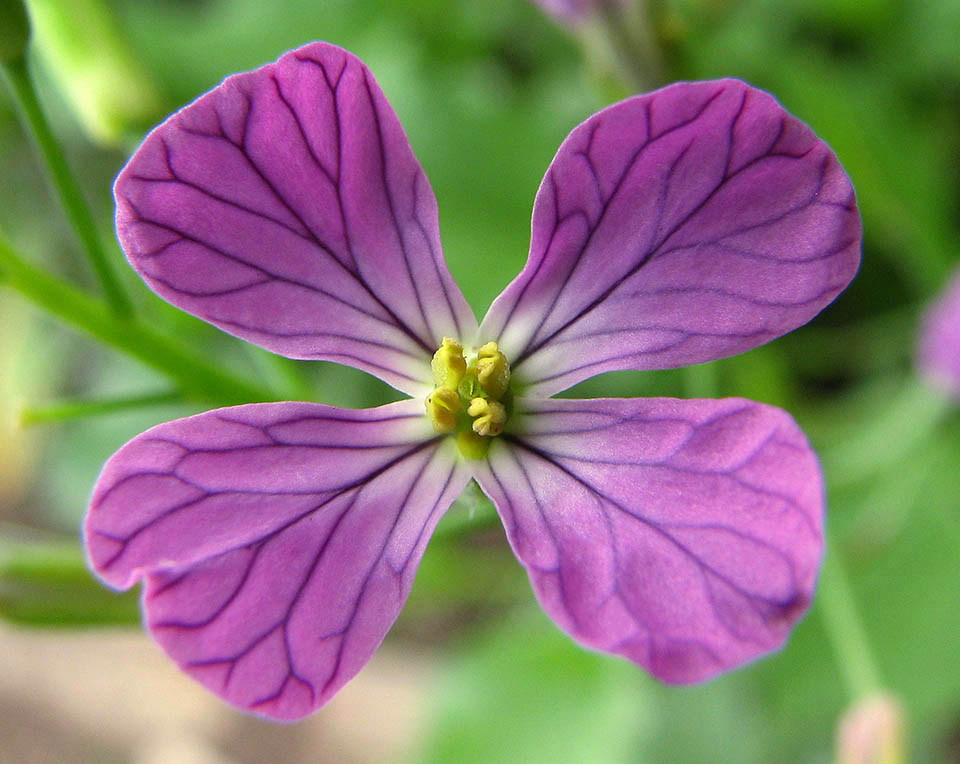 Détail de la fleur à quatre pétales typique des Brassicaceae. Au centre, l'ovaire avec le style et les quatre étamines supérieures aux anthères bien visibles 