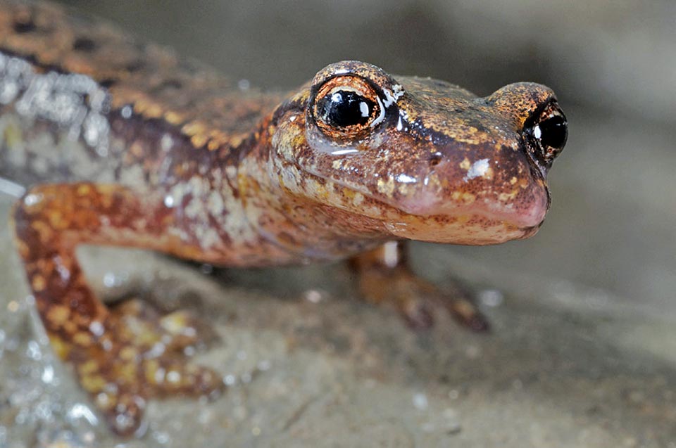 Grâce à sa bonne vue et à son odorat très développé il chasse là tranquillement de petits gastéropodes et de petits animaux qui se déplacent entre les milieux épigé et hypogé 